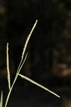 Hairyseed paspalum 